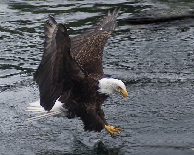 Eagle Fishing By Jimmy Carroll
