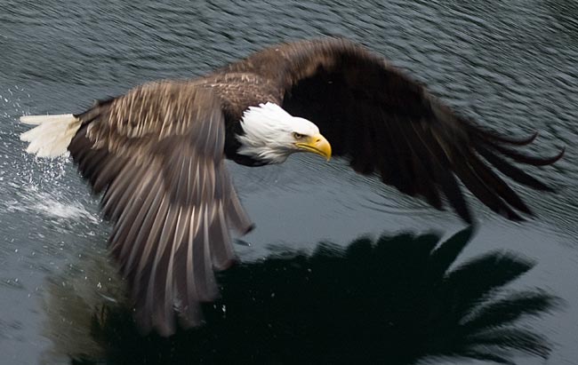 Eagle Alaska By Jimmy Carroll