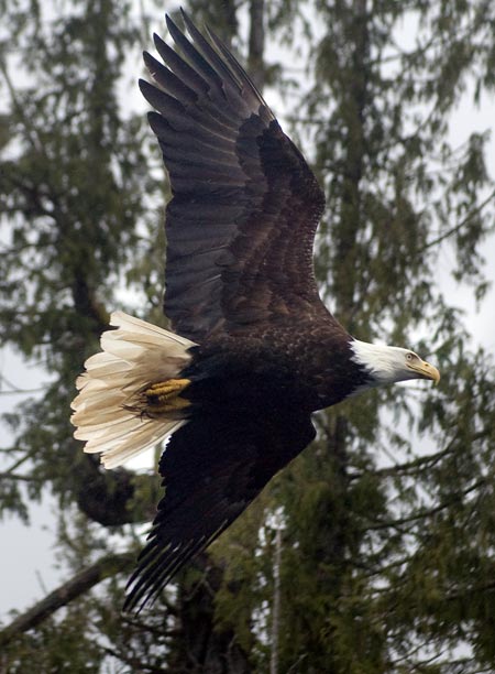 Eagle In Flight By Jimmy Carroll