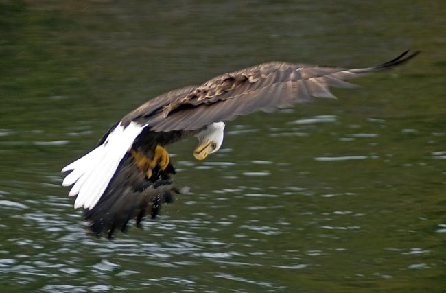 Eagle With Fish