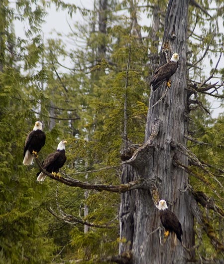 Eagles In Tree