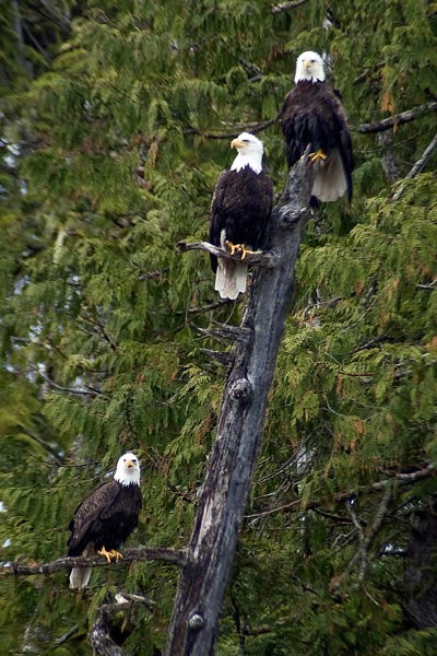 Eagles In Tree By Jimmy Carroll